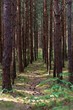 Ścieżka droga biegnąca przez młody las iglasty