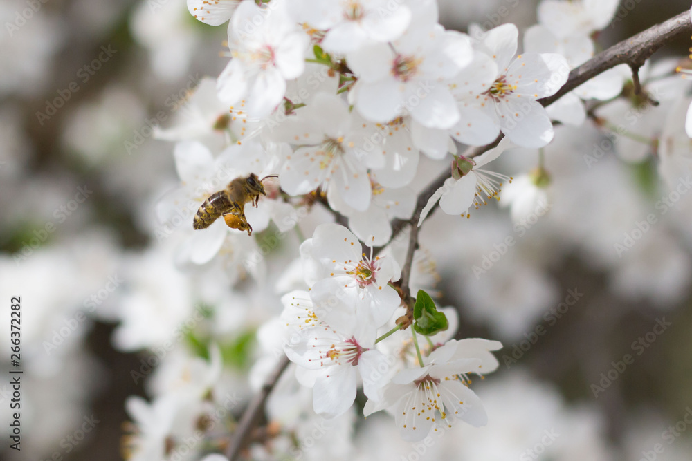 Lecąca pszczoła zbliża się do kwiatów wiśni - obrazy, fototapety, plakaty 