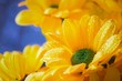 Mokry żółty kwiat w wazonie