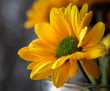 Mokry żółty kwiat w wazonie