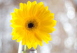 Żółty kwiat na rozmytym tle