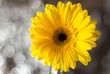 Żółty kwiat ustawiony centralnie frontem