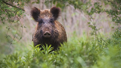 front view of wild boar, sus scrofa, standing partially hidden in tall vegetation in spring forest. 