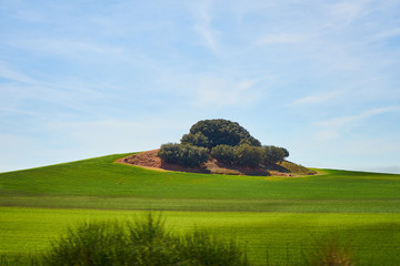 Wall Mural - Landscape in spring with fields full of brown and green colors