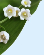 Muguet Crystal Free Stock Photo - Public Domain Pictures