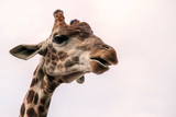 Fototapeta Zwierzęta - Head of a giraffe against the sky, closeup