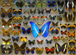 Collection of tropical butterflies. Morpho is genus of butterflies, inhabitants of Central, South America, equator. different tropical butterflies on entomology collection. soft focus