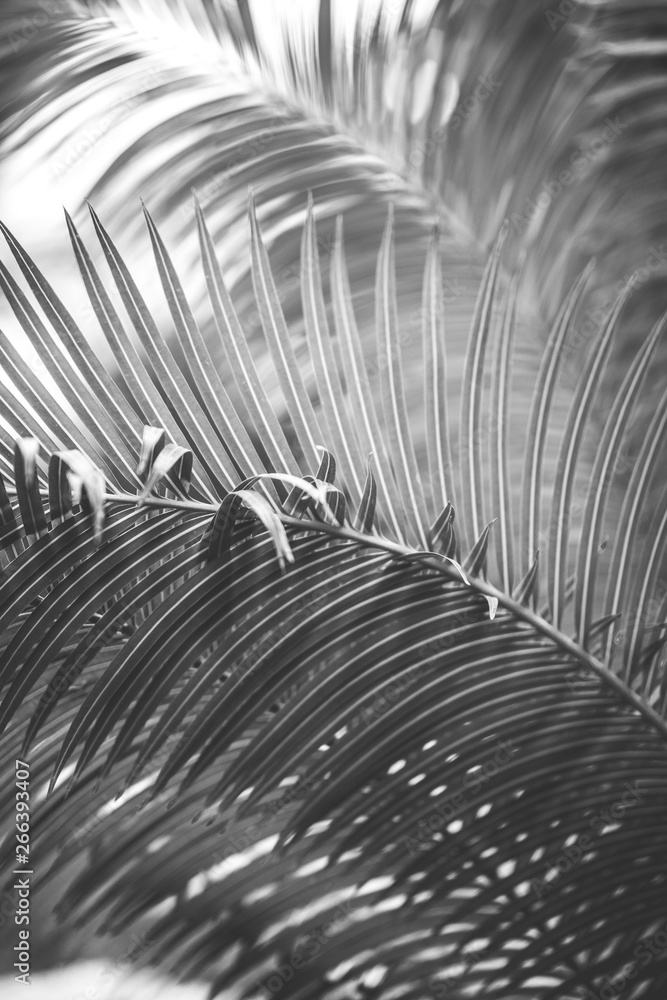 Foto-Plissee zum Schrauben - nature poster. leaf of palm