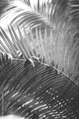 Wasserabweisende Stoffe - nature poster. leaf of palm (von Marina Vilesova)