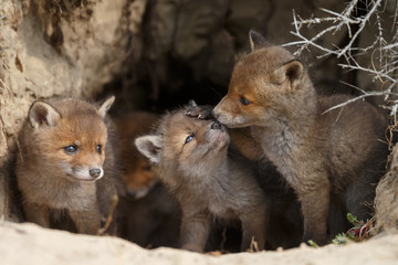 Wall Mural - red fox cubs in nature in springtime
