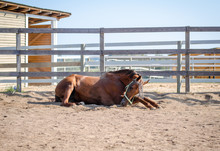 Horse Getting Up Free Stock Photo - Public Domain Pictures