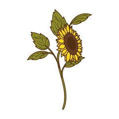 Poster - beautiful sunflower isolated icon