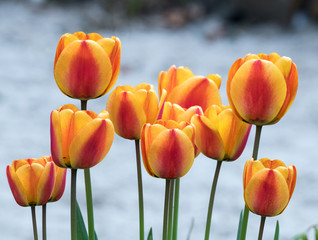 Wall Mural - orange Tulpen vor hellem Hintergrund