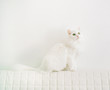© Duet Postscriptum/Stocksy - Cute cat sitting at white wall