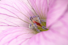 Pretty Pink Flower Close Up Macro