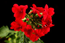 Red Verbena Flowers Are Close-up