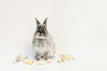 Small Grey Rabbit With Speckled Eggs