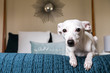 © Melissa Ross/Stocksy - A cute little white dog posing on a bed located in a modern bedroom