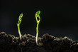 © Bo Bo/Stocksy - Close up of seedling growing in soil