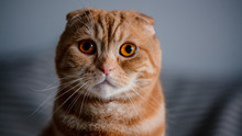 Young Ginger Scottish Fold Male Cat,