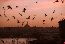 Seagulls Flying Over The Beautiful Coast Of Istanbul