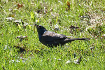 Wall Mural - Grackle