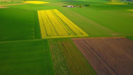 Sticker - Beautiful spring fields with blooming rape. 4k AERIAL video.
