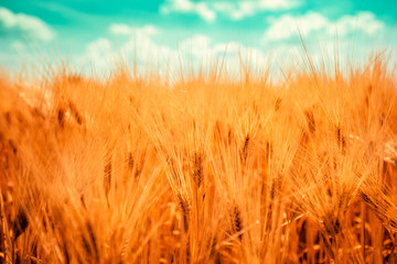 Wall Mural - Ripe harvest ready field of barley crops