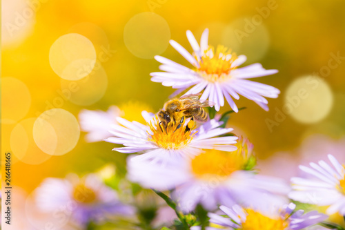 Biene auf Blüte im Garten