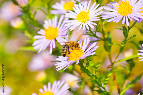 Biene auf Blüte im Garten