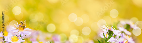 Banner, Panorama  -  Blumen mit Biene im Garten, Insektenweide