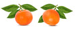 Tangerine mandarin fruit isolated on white background