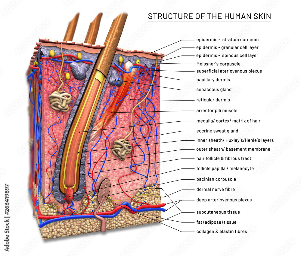 Structure of the human skin, cross section of hair follicle with ...
