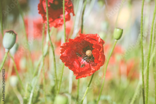 Mohn in Blüte