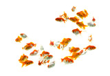 Fototapeta Dinusie - Goldfish carassius auratus  white background