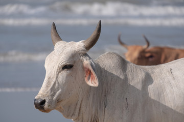 Nguni cows on the sand at Second Beach, Port St Johns on the wild coast in the Transkei, South Africa.