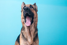 Studio German Shepherd Dog Portrait