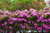 Fototapeta Lawenda - Azalea flowers in full bloom
