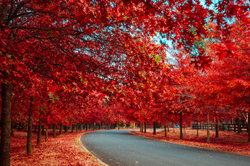 Beautiful Trees in Autumn Lining Streets in Town in Australia