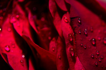 Red Rose flower with raindrops on roses petals