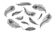 Set Of Black Hand Drawn Different Peacock Feather On White Background. Isolated Vector Illustration