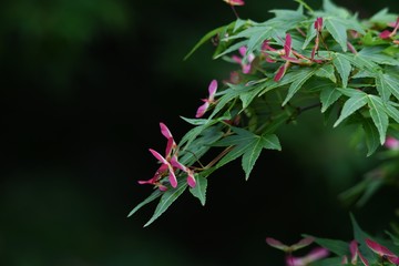 Poster - The seed of Maple is the shape of a propeller.