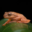 Cute Masked tree frog on green leaves with isolated on black - Rhacophorus angulirostris