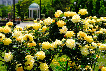 yellow flowers in the garden