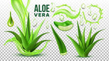 Pharmacy Succulent Aloe Vera Elements Set Vector. Realistic Medicinal Succulent Plant Leaves Cuttings And Juice Drops Elements Collection On Transparent Background. Realistic Illustration