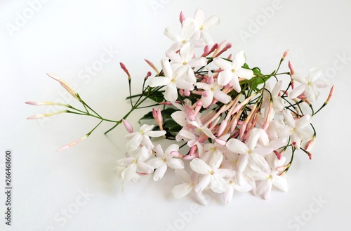 美しいジャスミンの花 室内 白背景 Stock 写真 Adobe Stock 美しいジャスミンの花 室内 白背景 Stock 写真 Adobe Stock