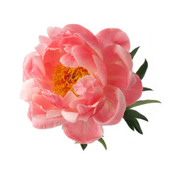 Wall Mural - beautiful pink peony flower isolated on white background