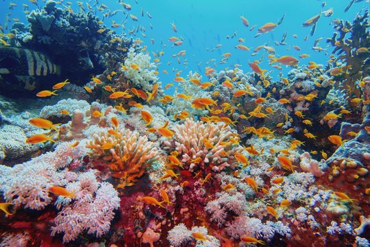 Beautiful tropical coral reef with shoal or red coral fish Anthias