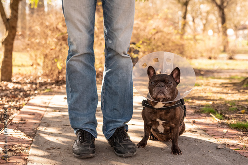 e collar for french bulldog