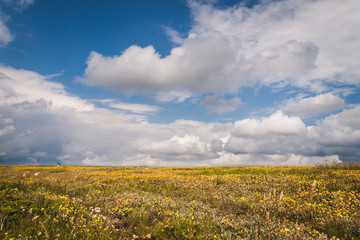 Yellow summer meadow landscape with blue clear sky and clouds.